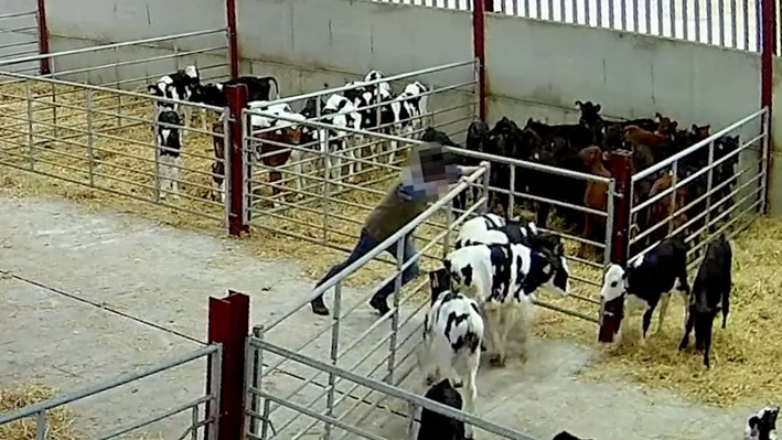 Calves being beaten in Shropshire